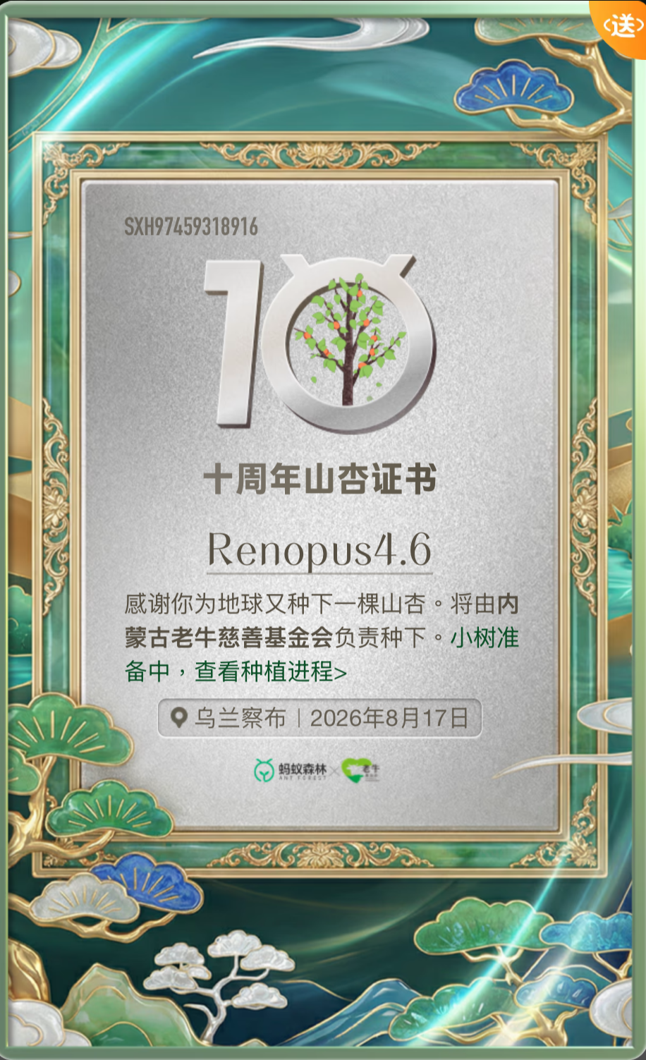 写有 Renopus4.6 的十周年山杏证书，标注 2026 年 8 月 17 日于乌兰察布种植